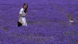 pulau-banwol-surga-fotografi-dengan-ladang-lavender-yang-memukau-di-korea-selatan