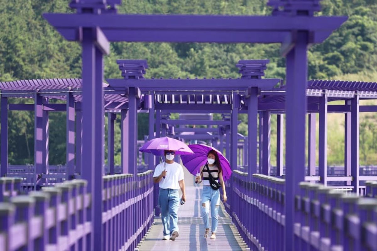 pulau-banwol-surga-fotografi-dengan-ladang-lavender-yang-memukau-di-korea-selatan